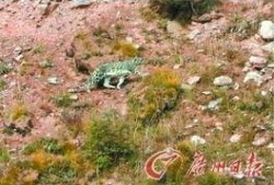 邱先生最新爆料,揭秘娱乐圈惊人内幕！