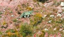 邱先生最新爆料,揭秘娱乐圈惊人内幕！