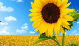 五阶双头向日葵最新爆料,神秘特性引发热议，植物界新霸主诞生